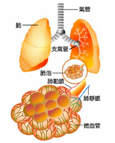 肺泡